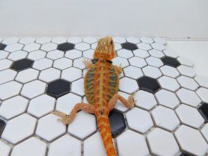 Female Hypo Trans Color Stripe