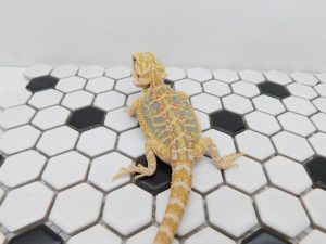 Female Hypo Tiger possible Het Trans