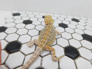 Female Hypo Tiger possible Het Trans