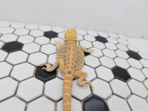 Female Hypo Leather Tiger possible Het Trans