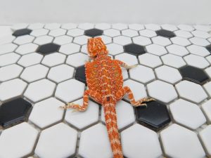 Female Hypo 66% het Trans