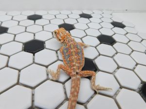 Female Hypo Dunner Tiger possible Het Trans