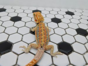 Female Hypo Dunner Tiger possible Het Trans