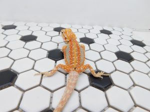 Female Hypo Dunner Tiger possible Het Trans