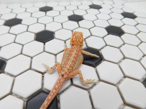 Female Hypo Dunner Tiger possible Het Trans