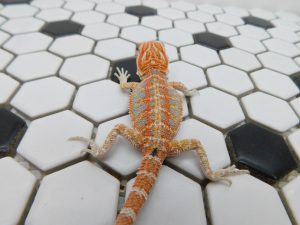 Female Hypo Tiger possible Het Trans