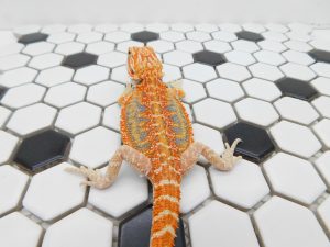 Male Hypo Tiger possible Het Trans