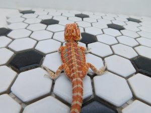 Male Hypo Tiger 50% het Trans