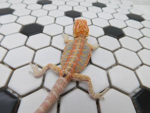 Female Hypo Tiger possible Het Trans