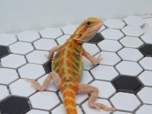 Female Hypo Trans Color Stripe