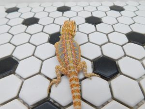 Male Hypo Tiger possible Het Trans