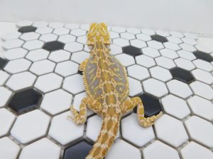 Female Hypo Tiger possible Het Trans