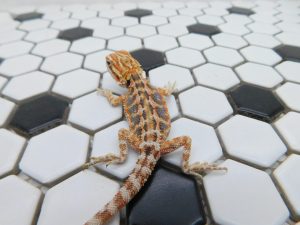 Female Tiger 66% het Hypo possible Het Trans