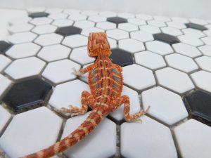 Male Hypo Tiger 50% het Trans