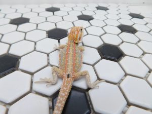 Female Hypo Dunner Tiger possible Het Trans