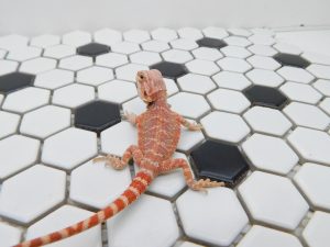 Male Hypo 66% het Trans