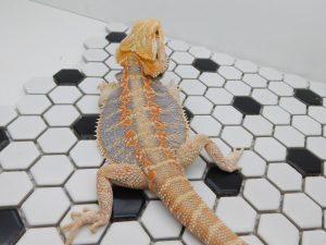 Female Hypo Tiger possible Het Trans