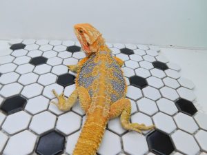 Male Hypo Tiger possible Het Trans