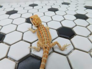 Female Hypo Tiger G Stripe 50% possible Het Trans