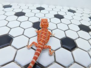 Male Hypo 66% het Trans