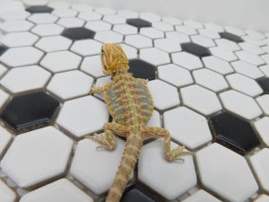 Male Hypo Tiger possible Het Trans