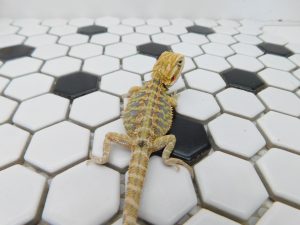 Female Hypo Tiger possible Het Trans