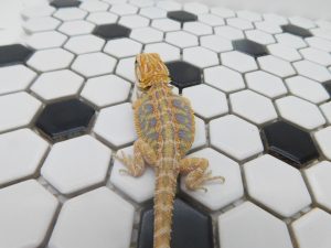 Male Hypo Tiger possible Het Trans