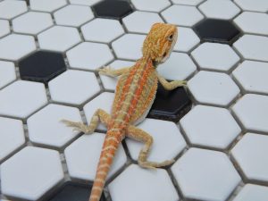 Male Hypo Tiger G Stripe 66% het Trans