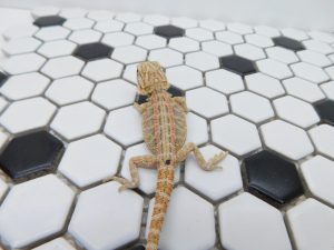 Female Hypo Tiger 66% het Trans