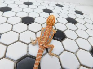 Female Hypo Tiger possible Het Trans