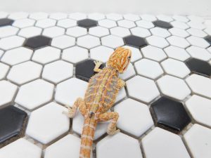 Female Hypo Tiger possible Het Trans