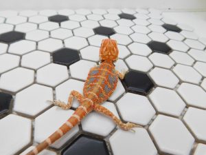 Male Hypo Tiger possible Het Trans
