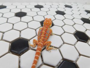 Male Hypo Tiger possible Het Trans