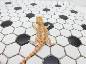 Female Hypo Tiger 66% het Trans