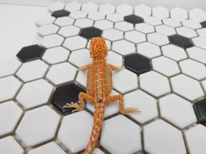 Female Hypo Dunner Tiger possible Het Trans