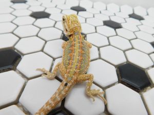 Female Hypo Dunner Tiger possible Het Trans