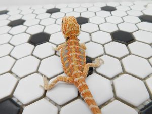 Male Hypo Tiger possible Het Trans