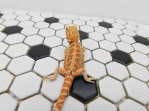 Female Hypo Tiger possible Het Trans