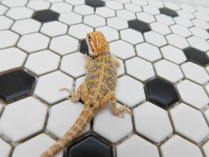 Female Hypo Tiger possible Het Trans