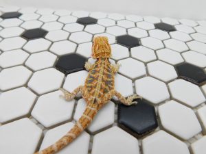 Female Hypo Tiger possible Het Trans