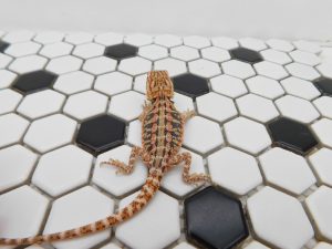 Male Tiger 66% het Hypo possible Het Trans