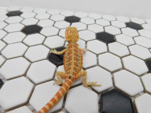Female Hypo Tiger Color Stripe possible Het Trans