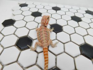 Male Hypo Tiger possible Het Trans