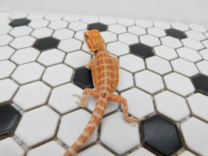 Female Hypo possible Het Trans