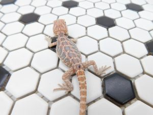 Female Hypo Leather Tiger possible Het Trans