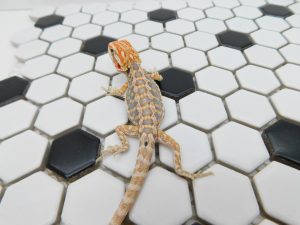 Female Hypo Leather Tiger possible Het Trans