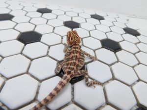 Female Tiger 66% het Hypo possible Het Trans