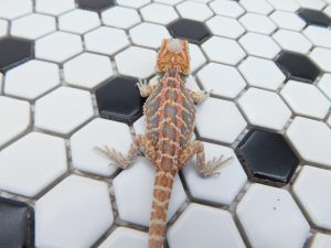 Female Hypo Leather Tiger possible Het Trans