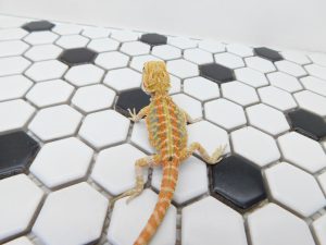 Female Hypo Tiger Color Stripe possible Het Trans