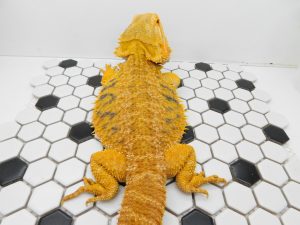 Adult Male Yellow Hypo possible Het Trans